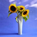 12.webp